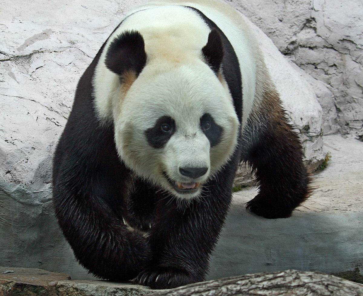 Большая панда.