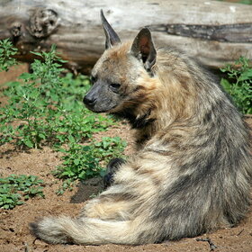 ��������� �����.