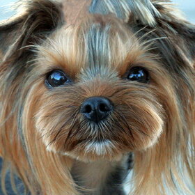 ����������� ������.